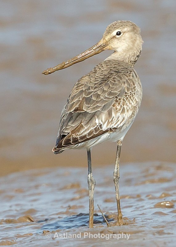 Astland Photography, Bird and Wildlife Images, Susan and Peter Wilson, U.K.