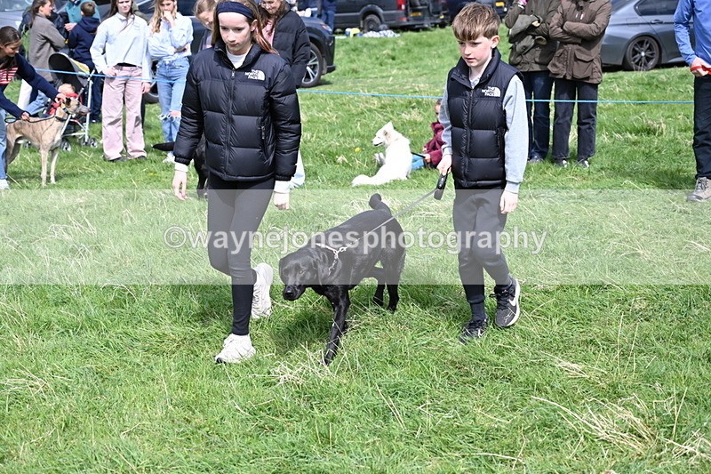 WJ6_9035 - Class 8 Best Working / Gun Dog or Bitch