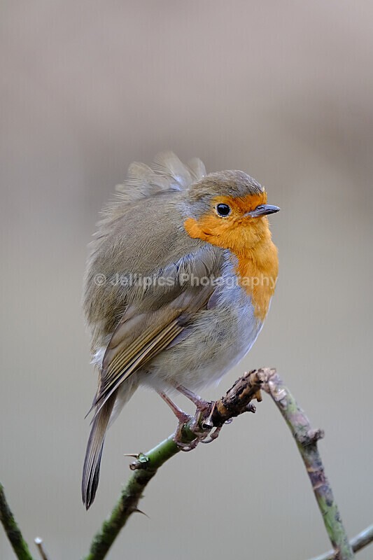  - Wildlife and Nature