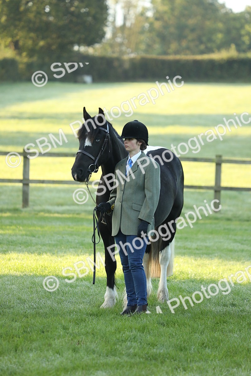 SBM_57843 - S42 - Youngstock