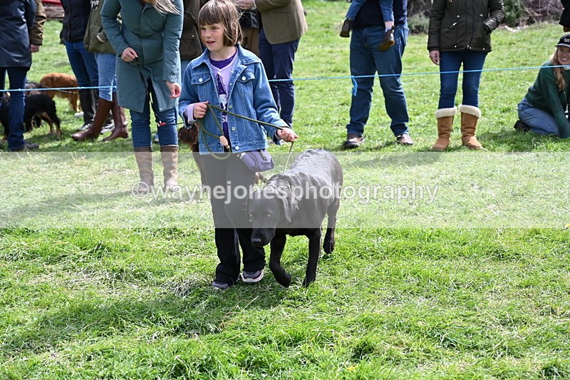 WJ6_8939 - Class 8 Best Working / Gun Dog or Bitch