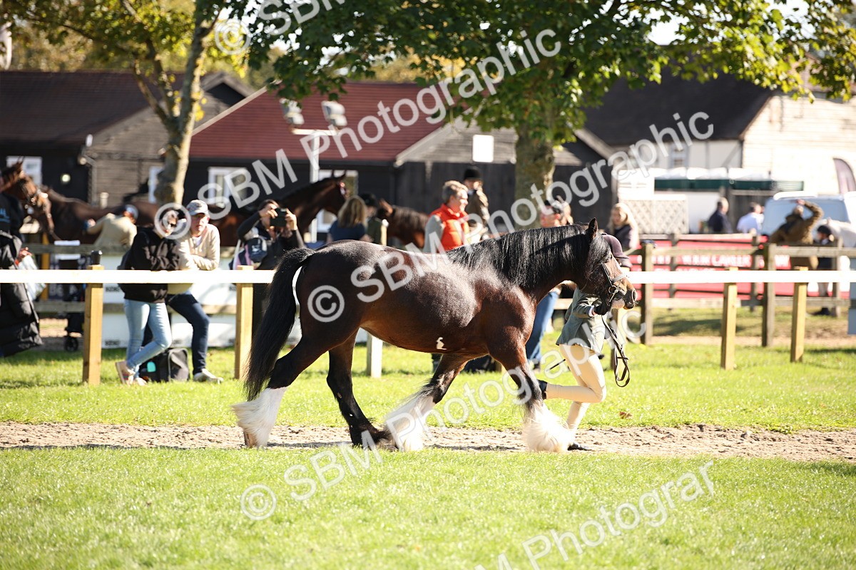 SBM_36586 - S10 - Best In Hand Horse & Pony