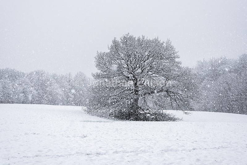 Winter Oak - Rivington And Surrounding Areas