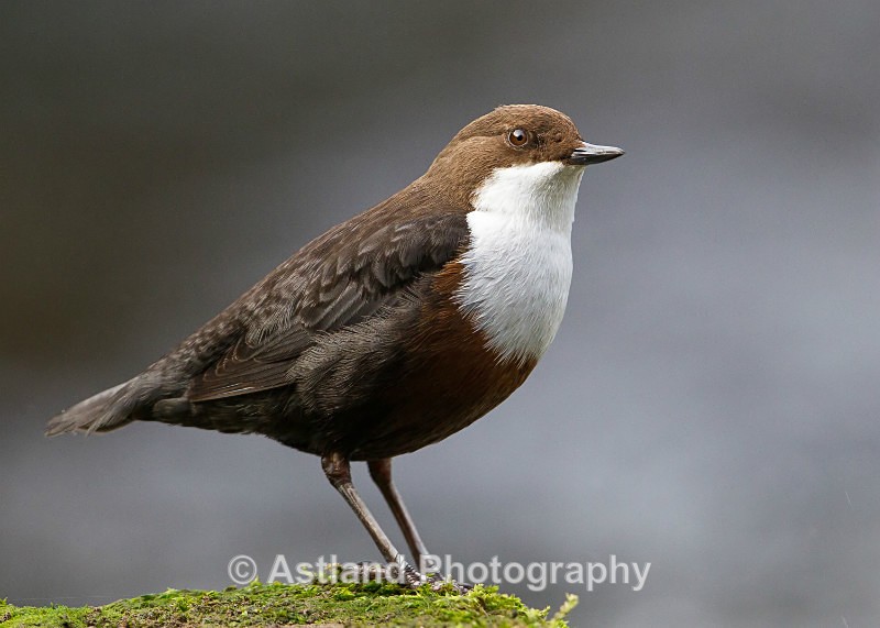 Astland Photography, Bird and Wildlife Images, Susan and Peter Wilson, U.K.