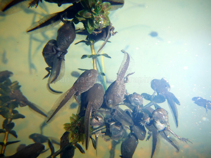  - Reptiles, amphibians & pond life, Great Britian