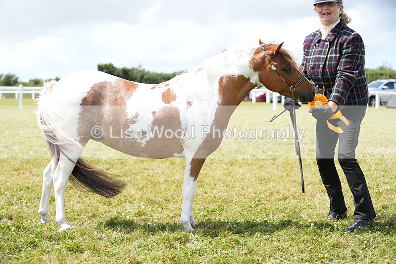 DSC06966 - Class 60: Coloured Pony 4yrs & over