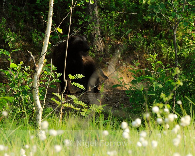 Wolverine at Martinselkonen - Wolverine