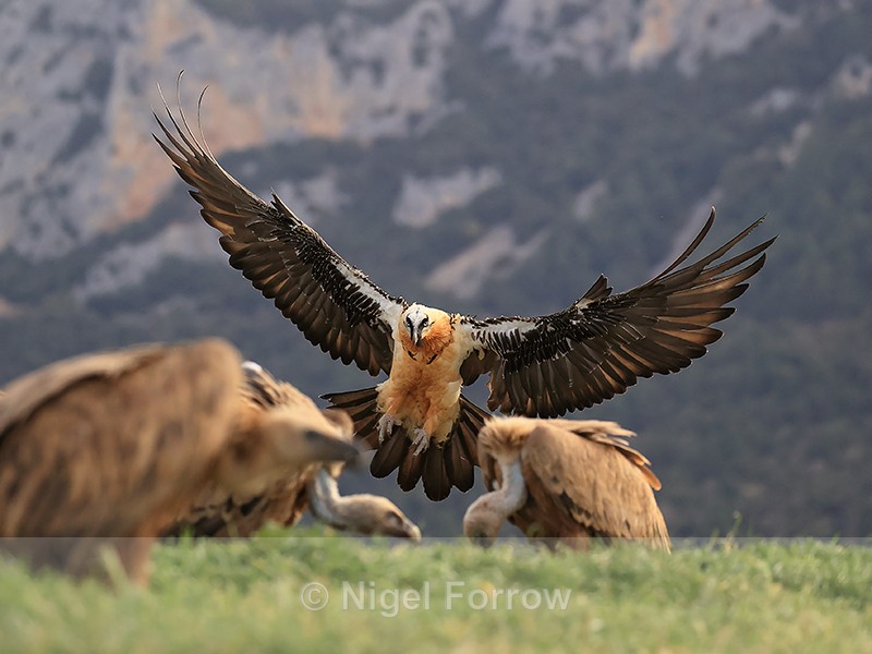 Lammergeier landing near Griffon Vultures, Catalonia, Spain - Lammergeier