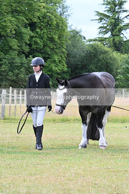 WJ7_7220 - Class 5a Most Handsome Gelding in Hand