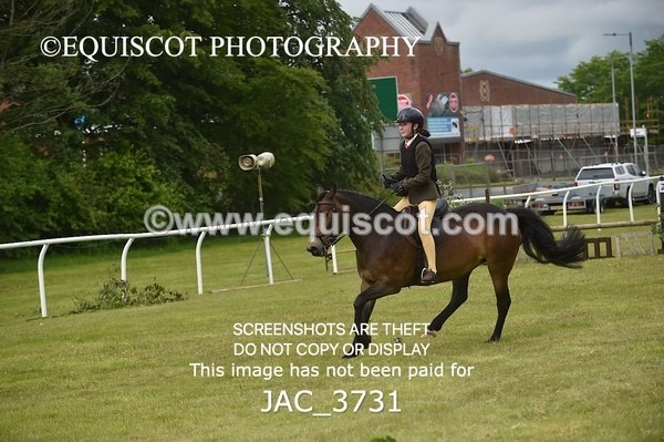 JAC_3731 - 75CM WORKING HUNTER