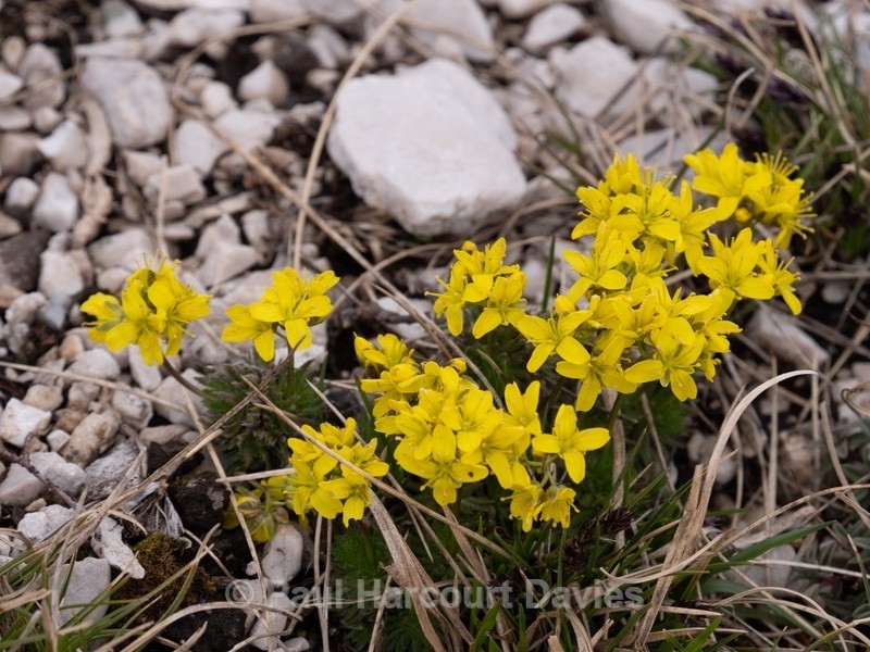 Yellow whitlow grass (Draba aizoides. - Gargano - Wild Flowers