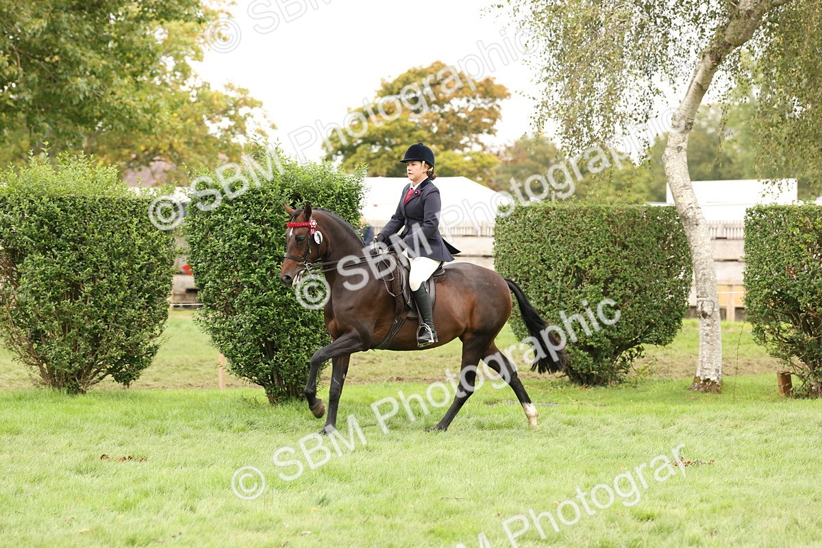 SBM_64241 - S65 - Riding Horse & Hack & Thoroughbred Ridden