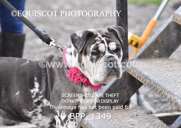 BPP_1349 - CLASS 15 SAT Senior BritiNovice/ 90cm Open