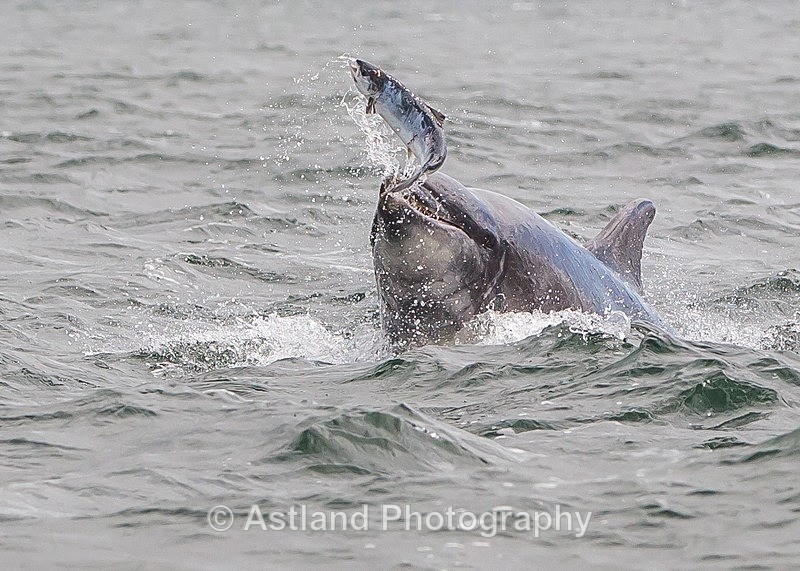 Astland Photography, Bird and Wildlife Images, Susan and Peter Wilson, U.K.