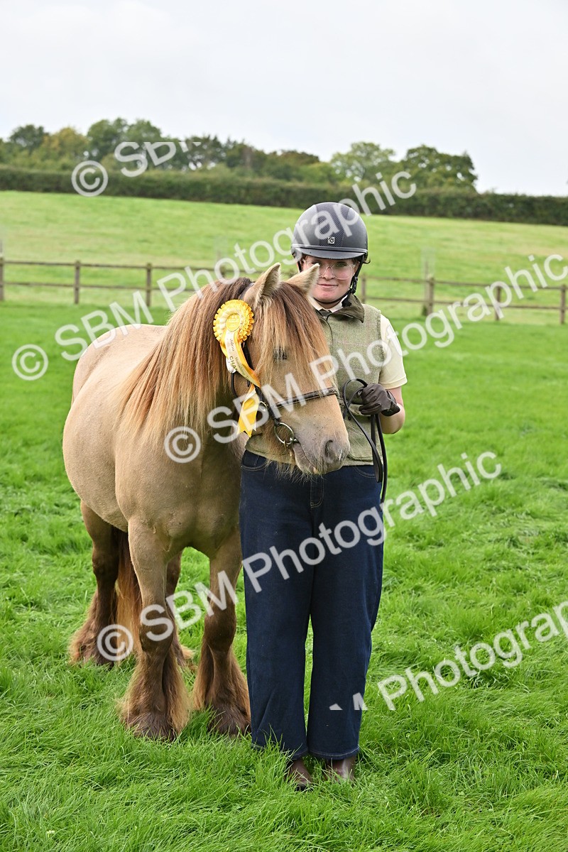 SBM_56997 - S45 - Coloured Pony In Hand