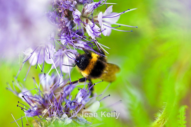 Bee on a Blue Tansy - 3858_00002 - Insects