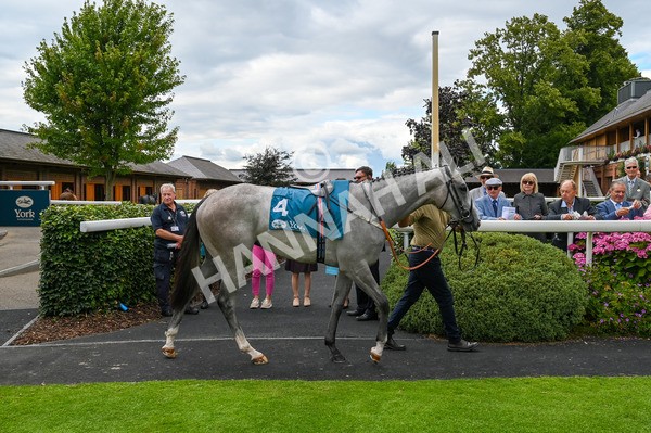 270724-Race 4-Greydreambeliever-9587 - Race 4 4.00pm Sky Bet Club EBF Fillies' Novice Stakes