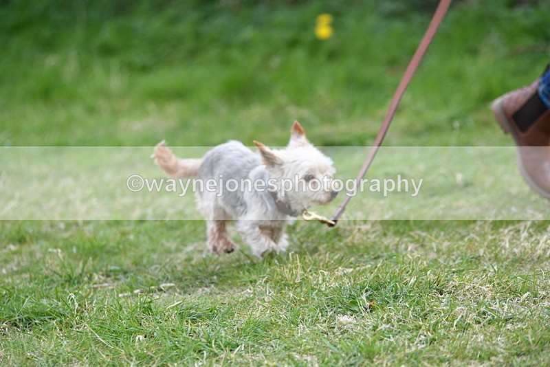 WJ5_0121 - Class 5 Best Veteran / 7 years & over