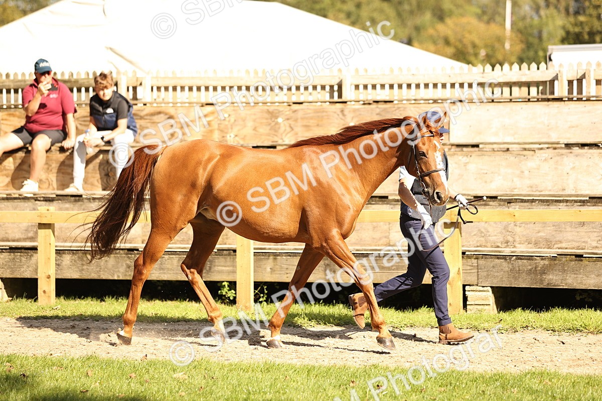 SBM_26173 - S5 - Novice & Newcomers In Hand
