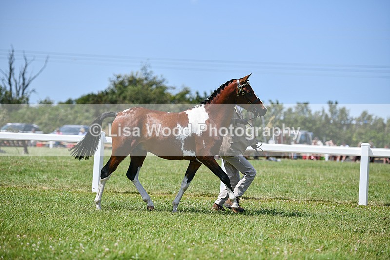 DSC_7307 - Class 62: Coloured Pony Youngstock