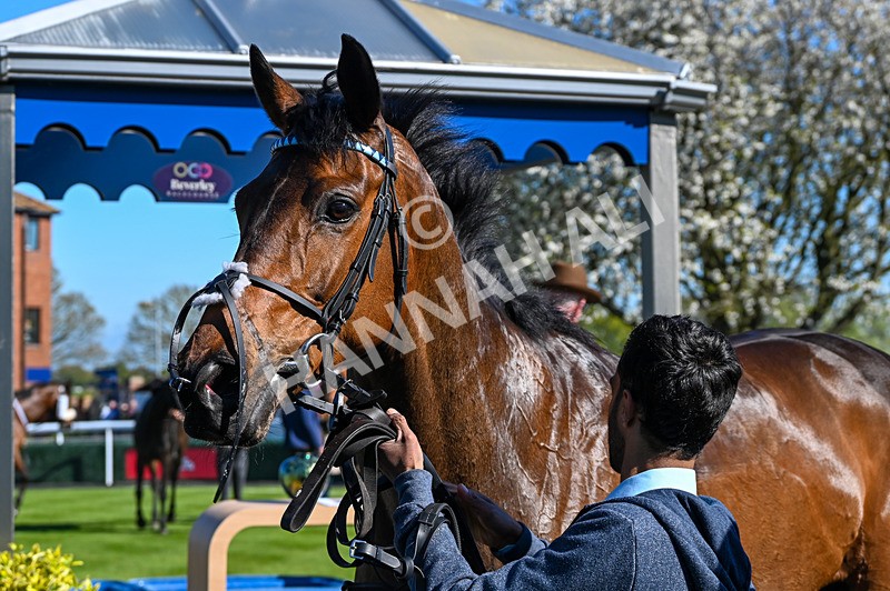 230426-Race 5-Naval Tribute-4993 - Race 5