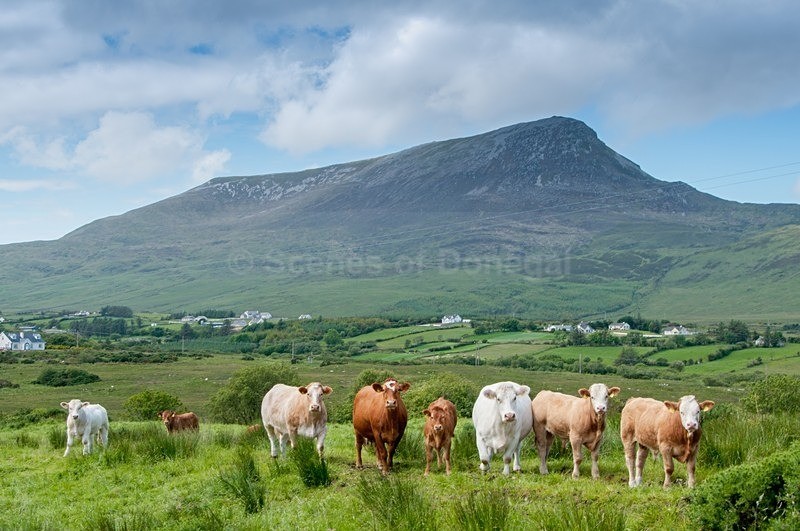 DSC_9764-Edit - Muckish