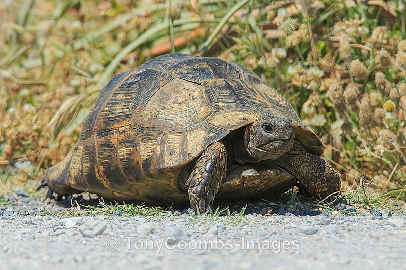 Spur-thighed Tortoise  1604-10510 - Lesvos ~ Various Other