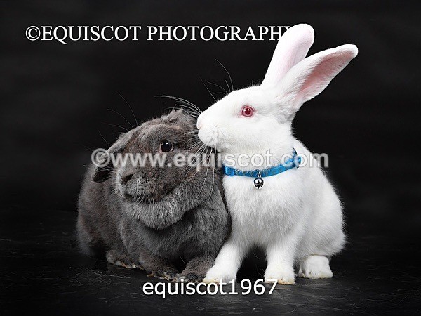 equiscot1967 - GIZMO & OSCAR