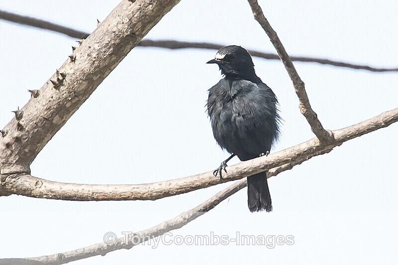 White-fronted Black Chat - The Gambia