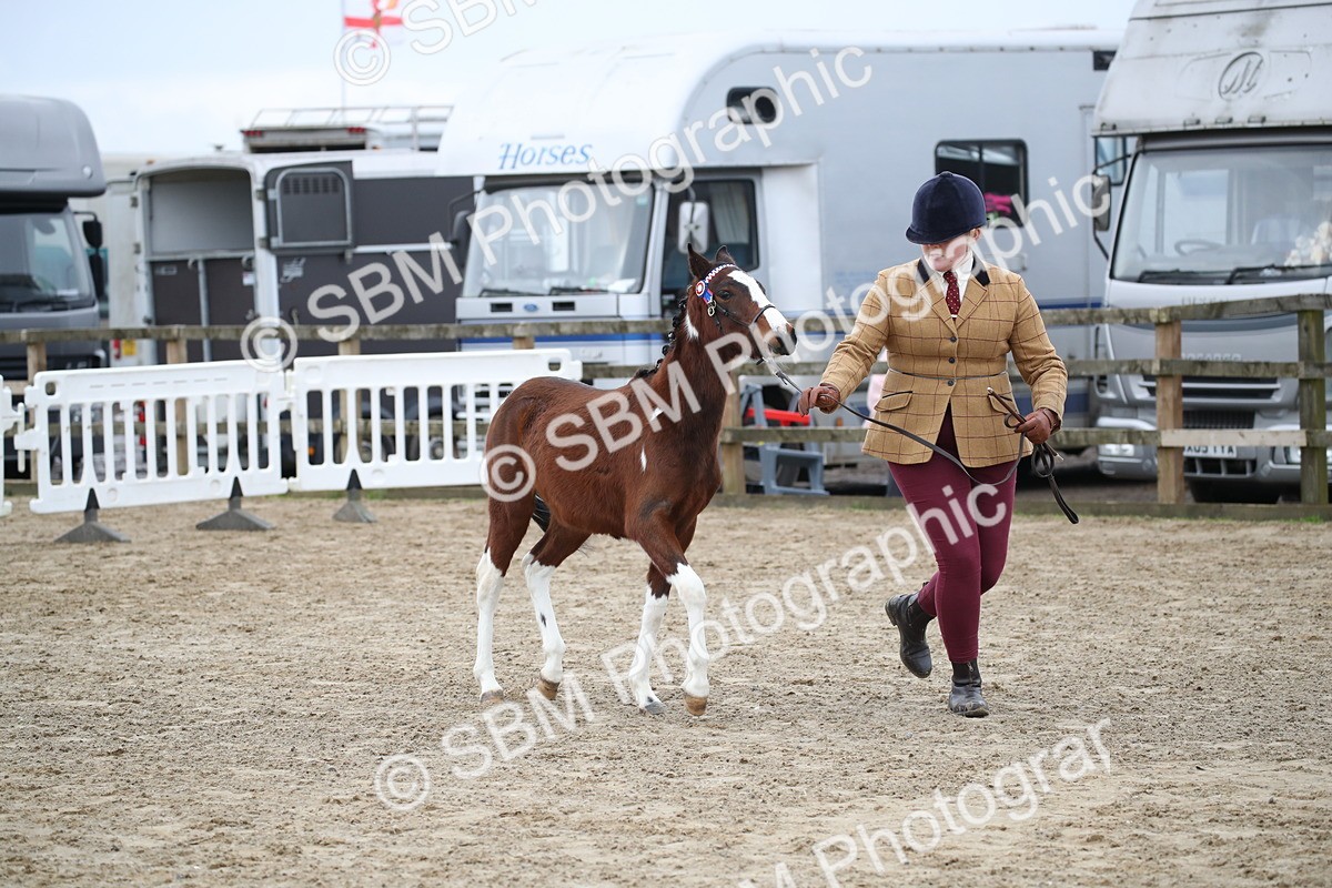 SBM_004569 - Class 5-9 - NPS In Hand-Show Hunter-Intermediate Ridden Inc Ridden Championship