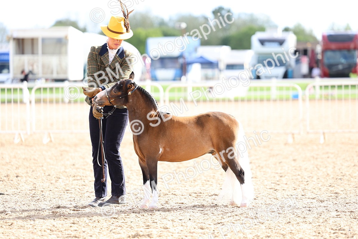 SBM_18770 - Class 317 - IH Pure Bred Horse-Pony