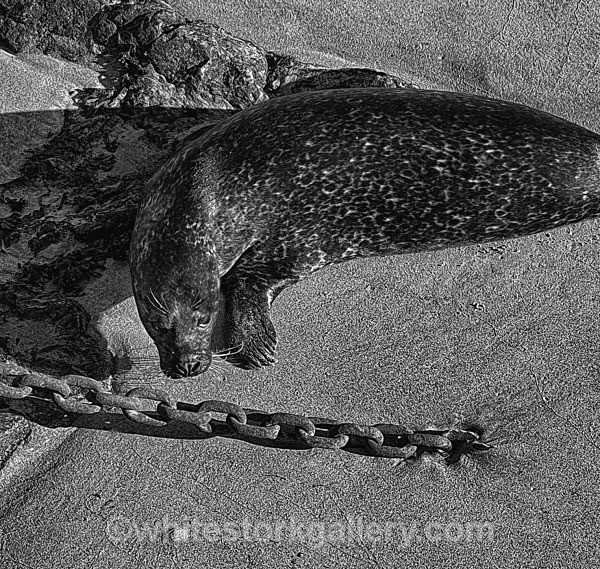Seal - Scotland: Black and White