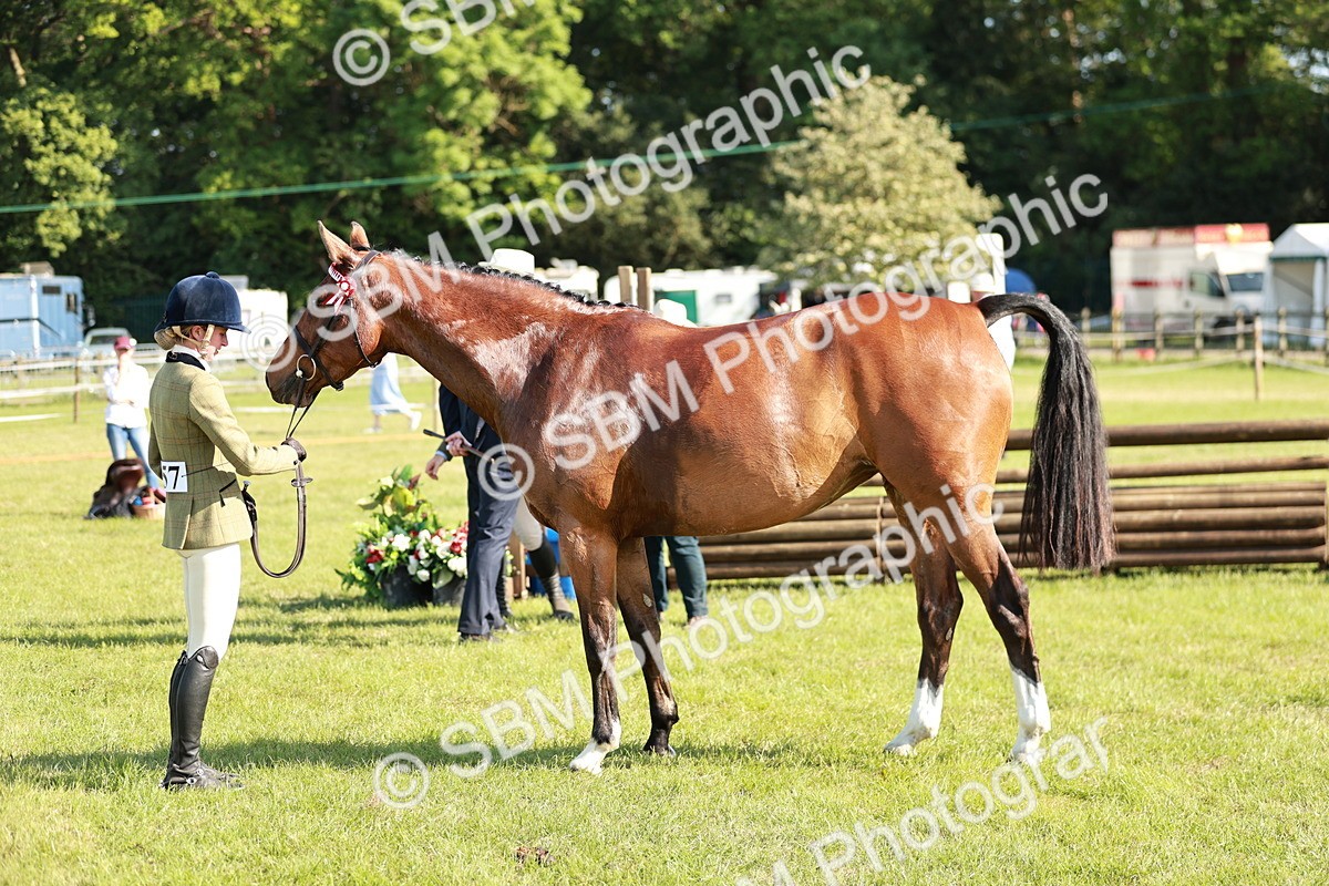 SBM_19306 - Class 115-116 - LIHS BSHA Rising Star Working Hunter & Show Horse
