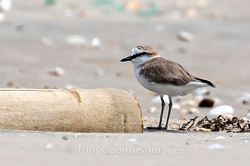 White-fronted Plover - The Gambia