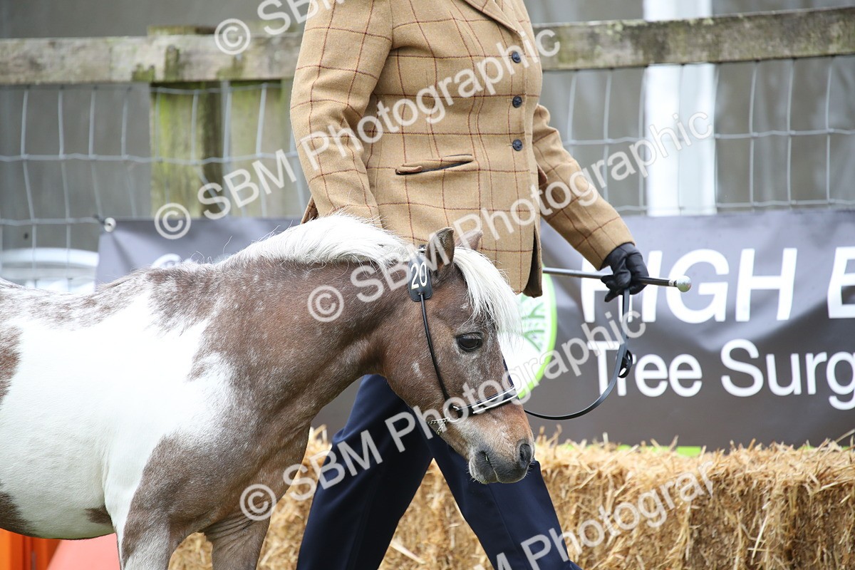 SBM_03678 - Class 23-25 - British Miniature Horse of the Year