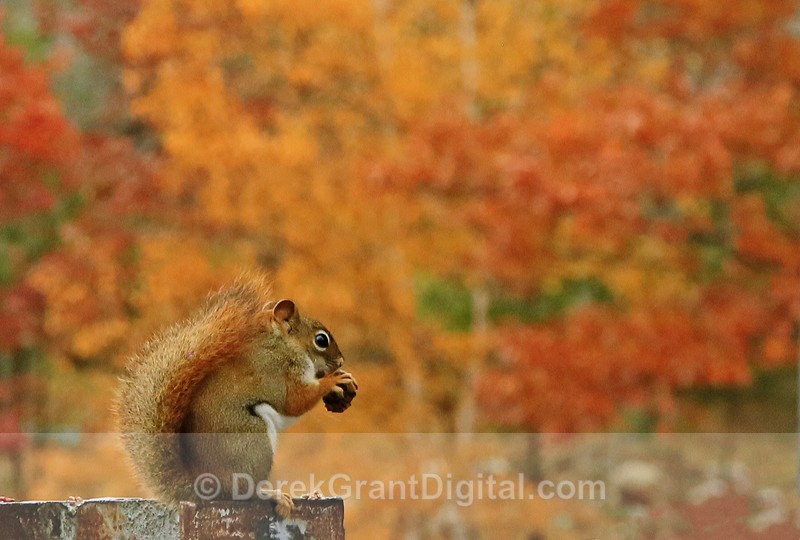 Red Squirrel, Autumn Snack - Urban Wildlife