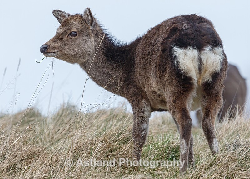 Sika Deer - Latest Images