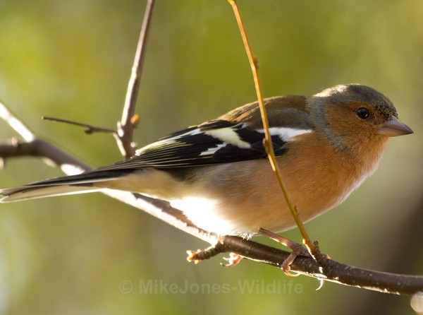 CHAFFINCH REF CHAF 1 - THE CHAFFINCH