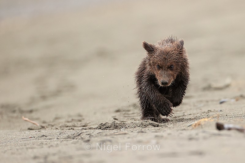 Brown Bear cub running on beach, Silver Salmon Creek, Alaska - Brown Bear