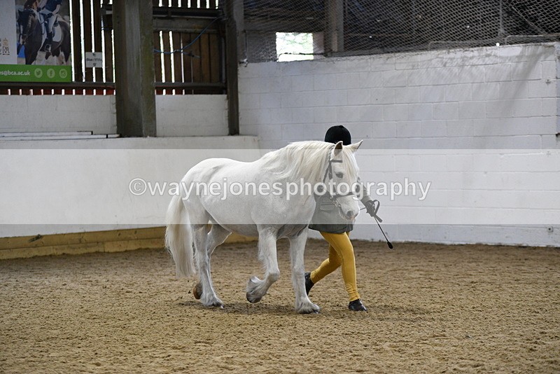 WJ5_4612 - Class 3 Part Bred In hand