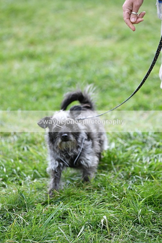 WJ5_9322 - Class 1 Best Cross Breed / Heniz 57