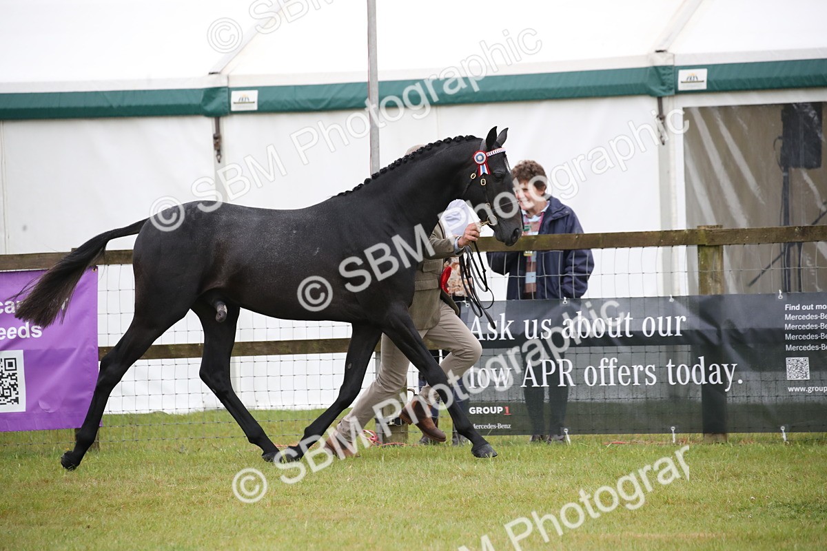 SBM_00219 - Class 17-20 - Arab & Part Bred - Anglo Arab In Hand