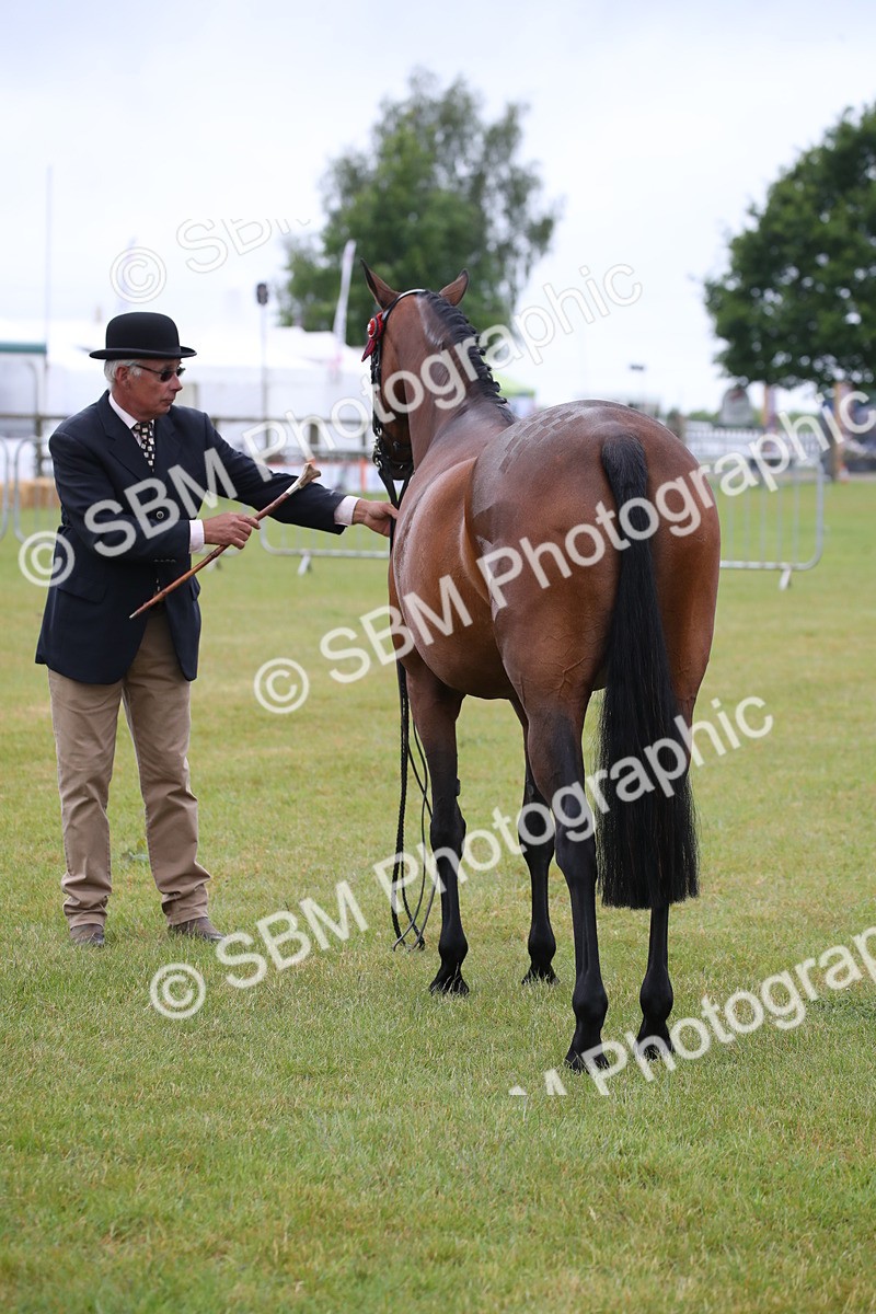 SBM_00148 - Class 17-20 - Arab & Part Bred - Anglo Arab In Hand