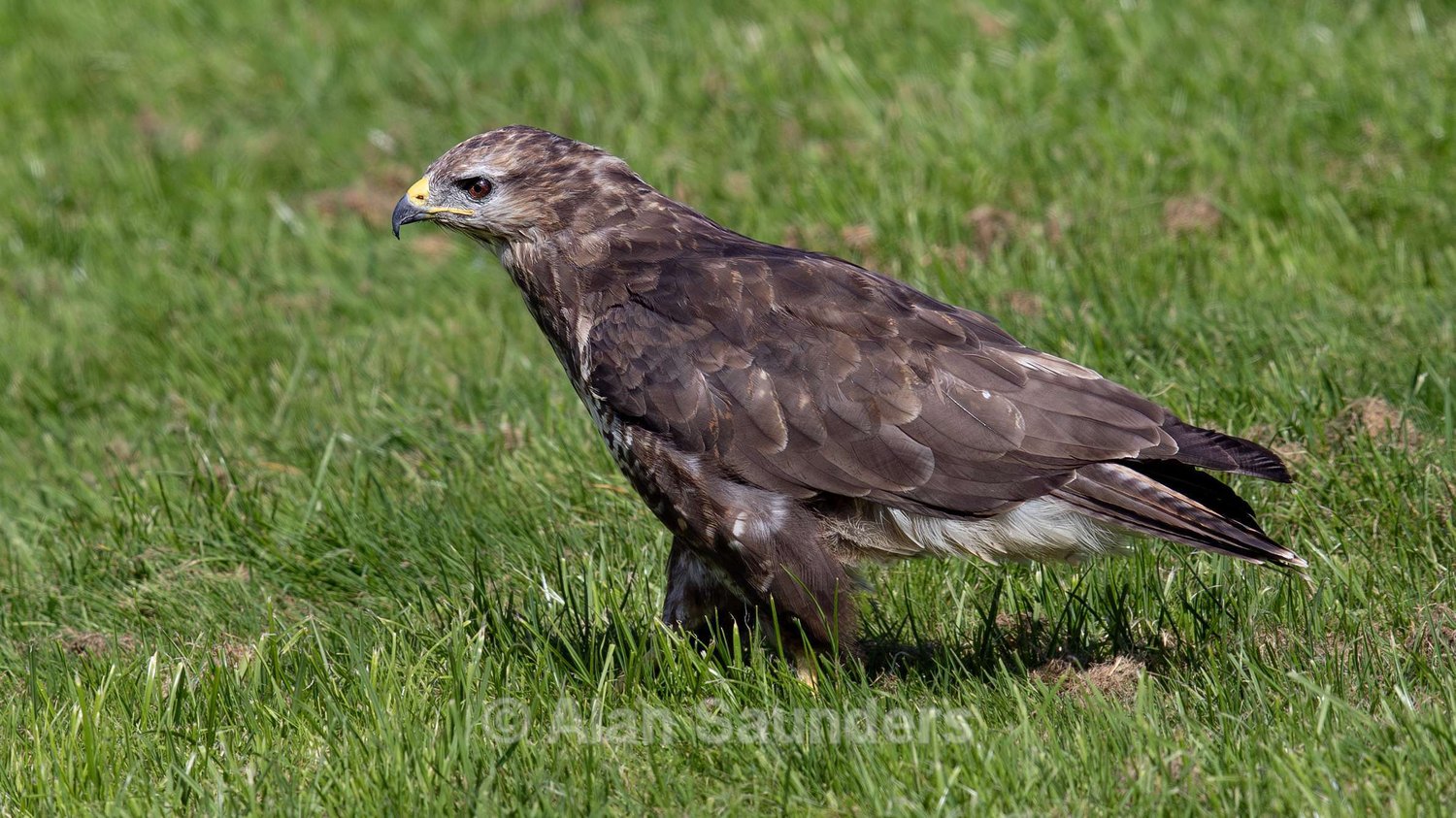 Common Buzzard 2