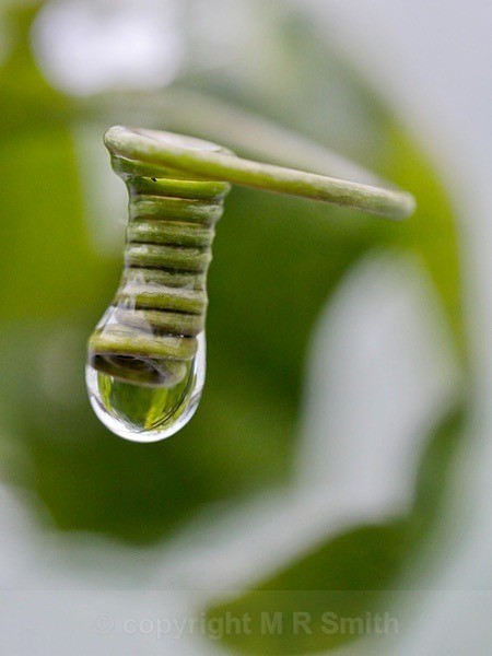 Passion Flower Droplet - MACRO & CLOSE UPS