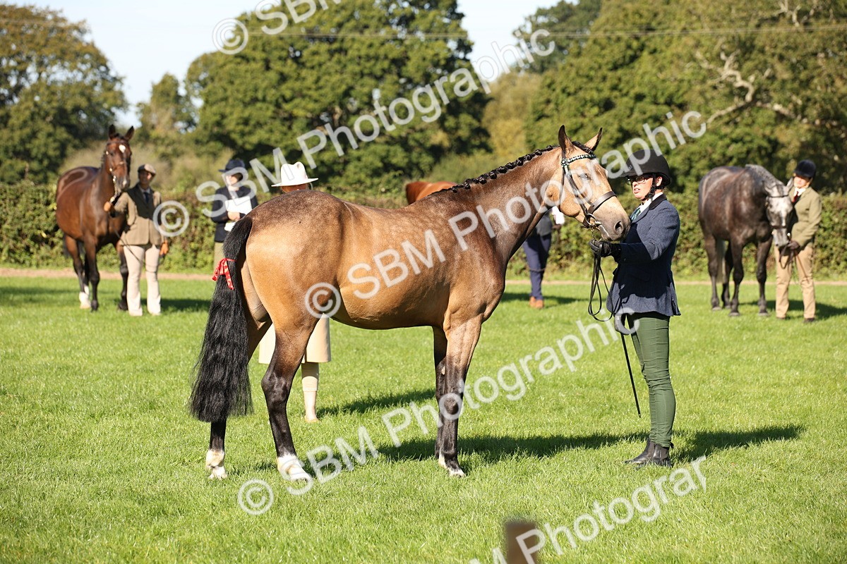 SBM_36610 - S10 - Best In Hand Horse & Pony