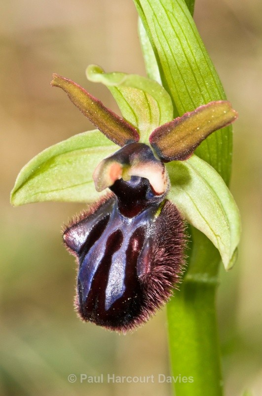Early spider orchid subspecies (Ophrys incubacea, also O. sphegodes ssp atrata) - Orchids - Ophrys