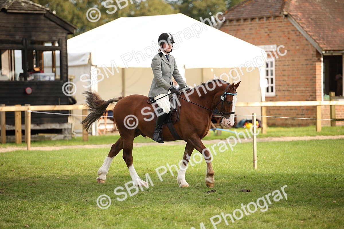 SBM_54237 - S27 - Mature Veteran - Ridden