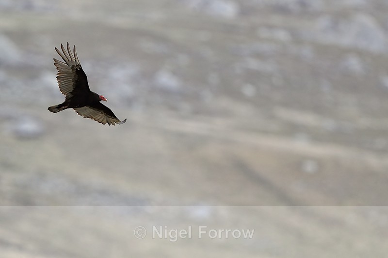 Turkey Vulture flying moorland background, Carcass Island, Falklands - Turkey Vulture