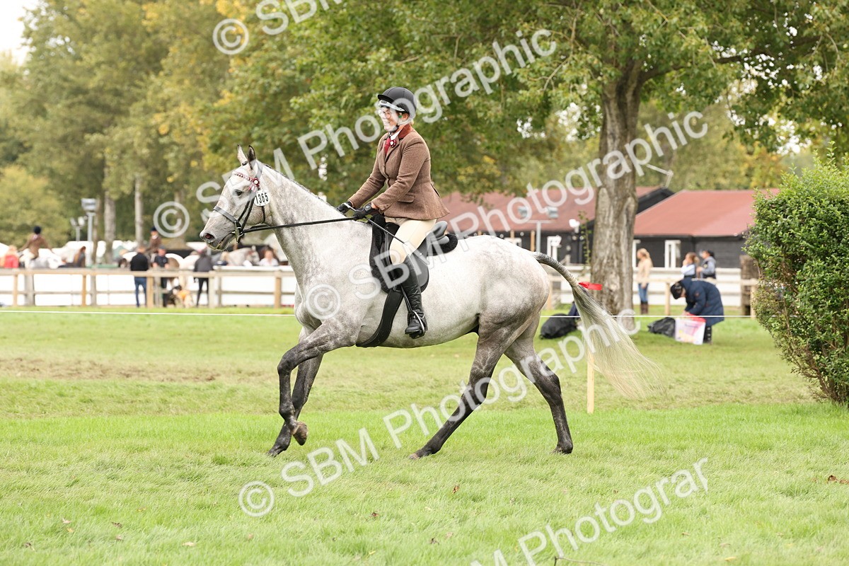 SBM_64246 - S65 - Riding Horse & Hack & Thoroughbred Ridden